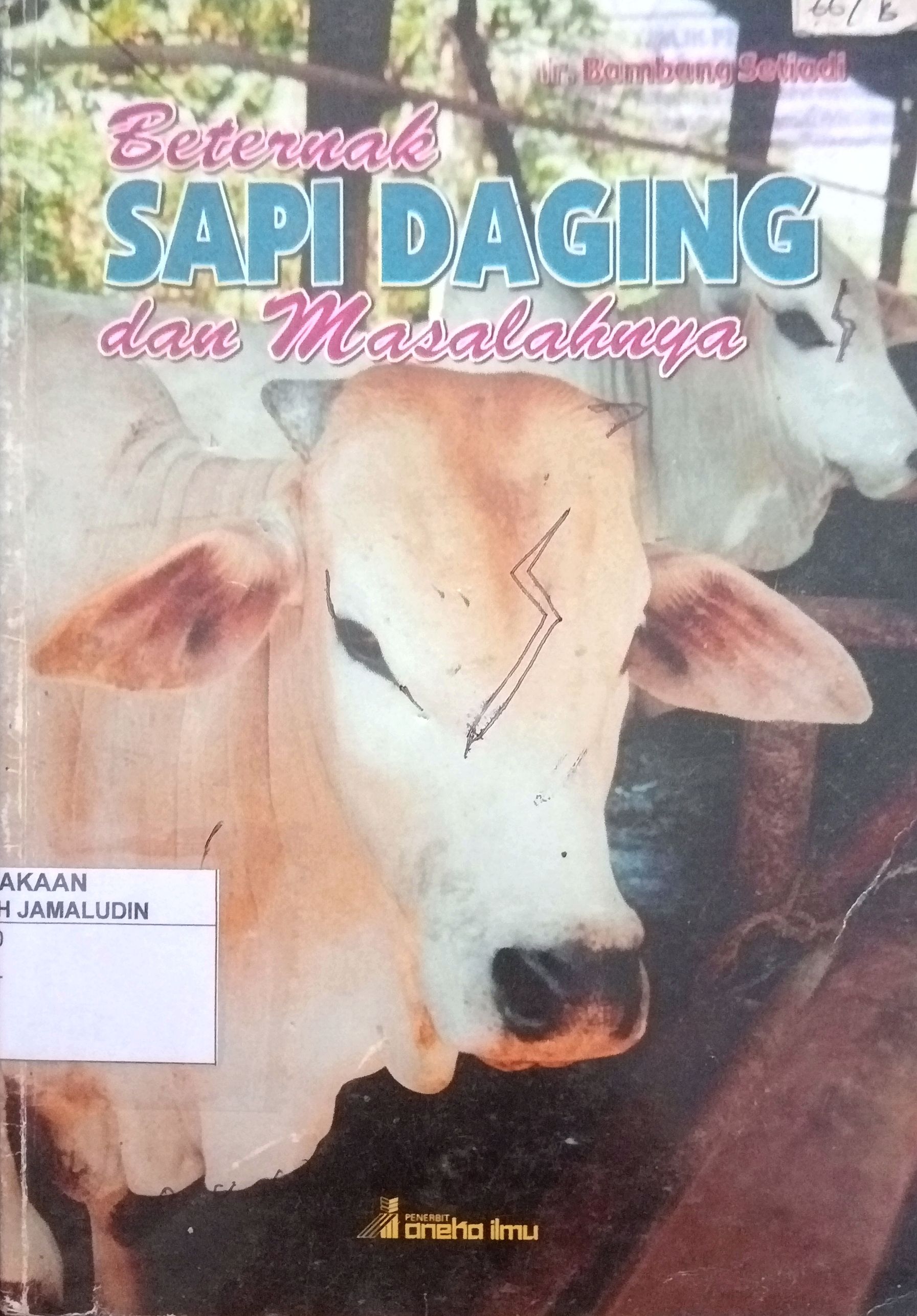 Sampul Beternak Sapi Daging dan Masalahnya